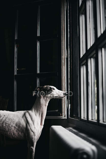 Adorable lévrier espagnol noir et blanc regardant par la fenêtre à la maison — Photo de stock
