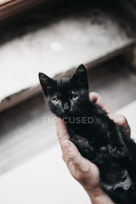 Руки на полях держат черного котенка — стоковое фото