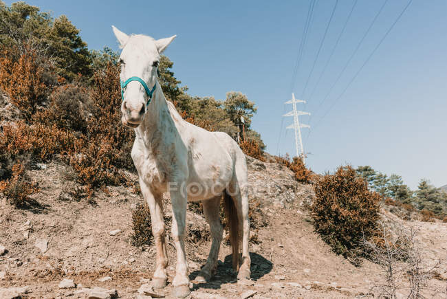 Дивовижний білий кінь стоїть на схилі пагорба на фоні безхмарного блакитного неба в сонячний день в сільській місцевості — стокове фото