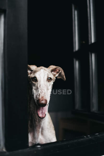 Spanischer Windhund schaut durch Fenster mit herausgestreckter Zunge — Stockfoto