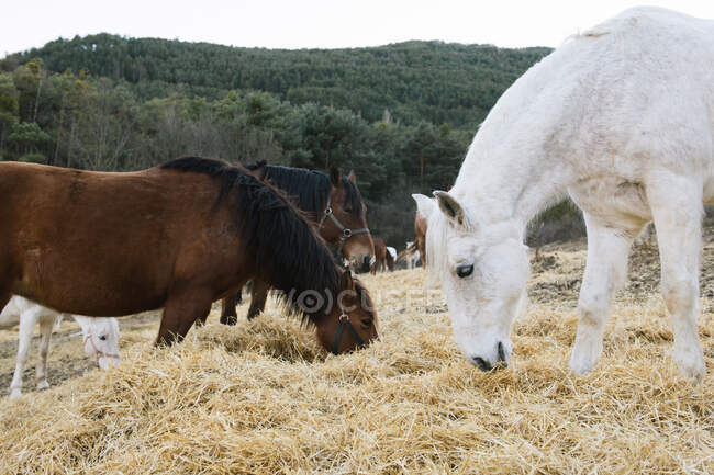 Група красивих коней їсть суху траву, стоячи на чудовому лузі в осінній день — стокове фото