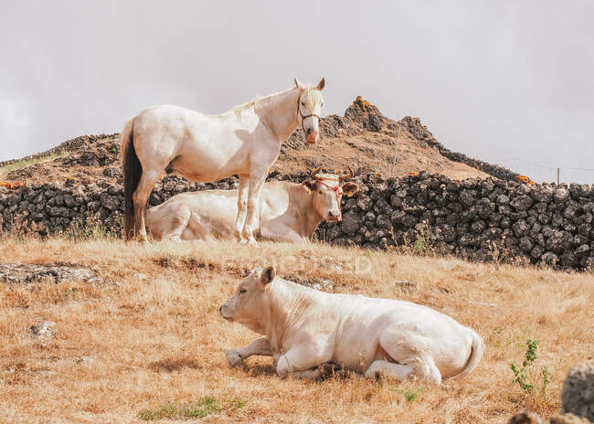 Schöne Landschaft von Kühen und Pferden auf der Insel El Hierro, Kanarische Insel Spanien — Stockfoto