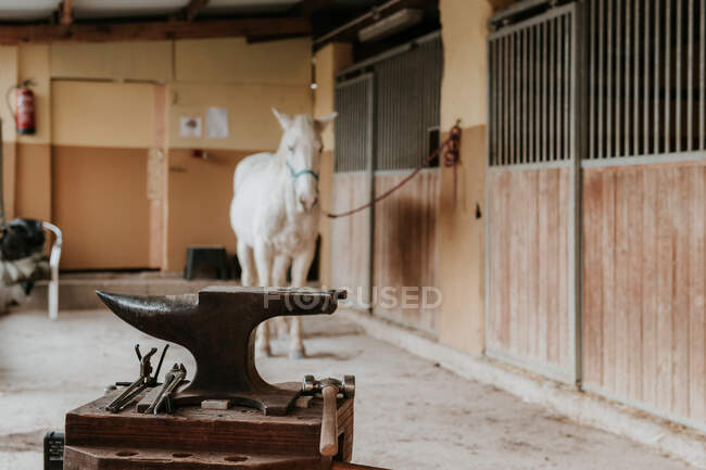 Portable anvil and farrier tools placed near stalls and white horse on ranch — Stock Photo
