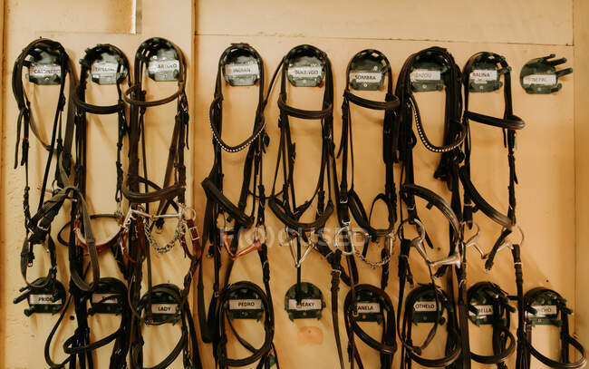 Set of leather horse bridles hanging on wall in stable on ranch — Stock Photo
