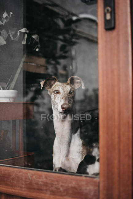 Adorabile levriero spagnolo seduto dietro la finestra di casa — Foto stock