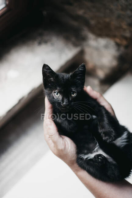 From above hands of unrecognizable person holding little black kitty over steps on street — Stock Photo