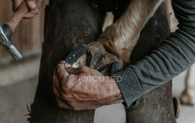 Unbekannter erwachsener Mann entfernt auf Ranch mit Messer Schmutz vom Huf eines Pferdes — Stockfoto