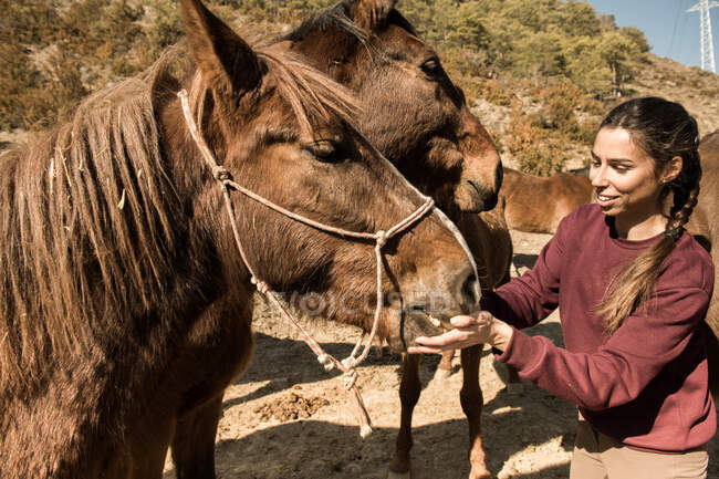 Mujer joven bonita sonriendo y alimentando hermoso caballo en día soleado en el campo - foto de stock