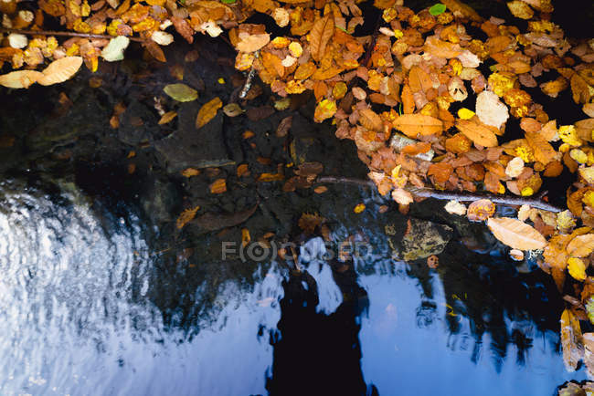 Silueta humana que se refleja en el río con hojas de otoño - foto de stock