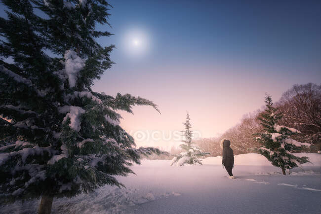 Вид ззаду жіночий силует, що йде на сніговій місцевості навколо зелених ялин під мальовничим небом — стокове фото