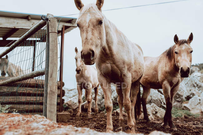 Лошади пасутся на поле с сухой травой около гор — стоковое фото