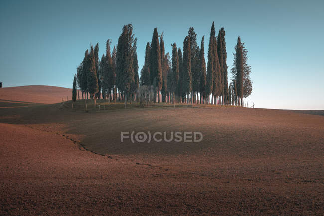Paesaggio di boschetto di cipressi verdi in remoto campo vuoto, Italia — Foto stock