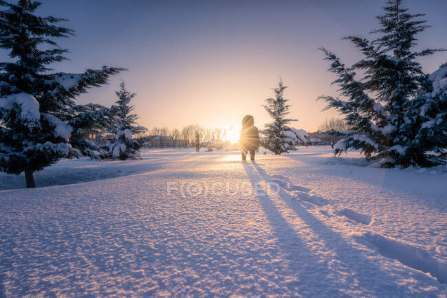 Back view of female silhouette going on snow terrain around green firs under picturesque sky — Stock Photo