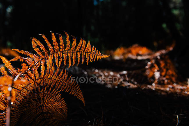 Foglie secche di felce che crescono su sfondo sfocato di foresta scura — Foto stock