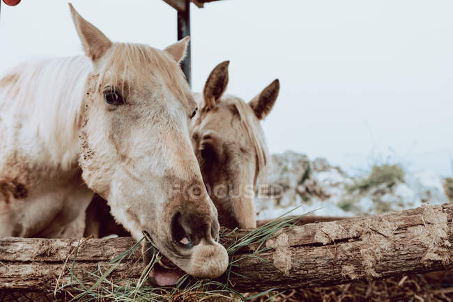 Крупный план лошадей, пасущихся на поле с сухой травой возле гор — стоковое фото