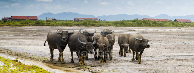 Terras agrícolas tropicais com touros no campo contra o céu nublado com montanhas, Camboja — Fotografia de Stock