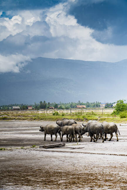 Тропічні поля з биками на полі проти хмарного неба з горами в Камбоджі. — стокове фото