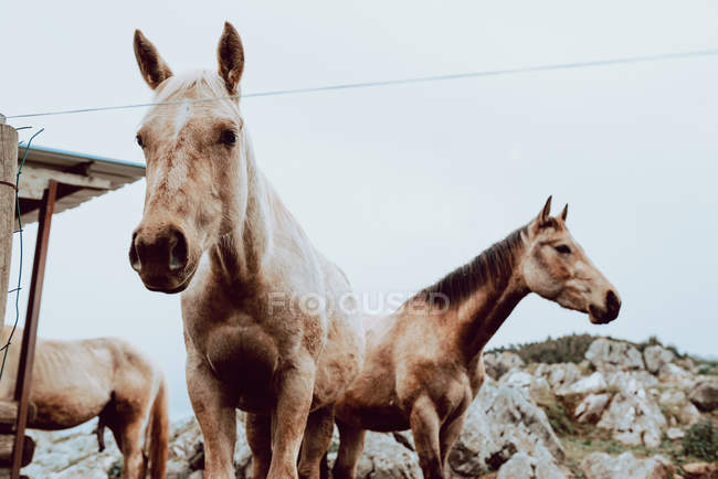 Обробка коней на полі сухою травою біля гір — стокове фото
