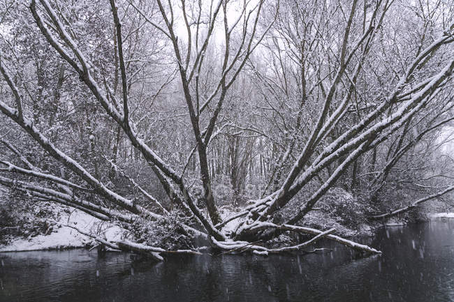 Река течет между снежными зимними лесами — стоковое фото