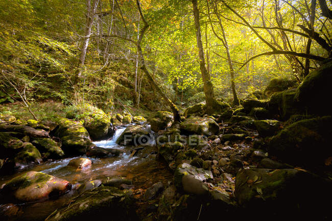 Pequeño río que fluye en verde oscuro hermoso bosque. - foto de stock