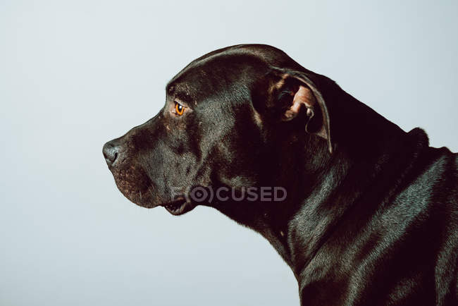 Close-up of black American Stanford on white background — Stock Photo