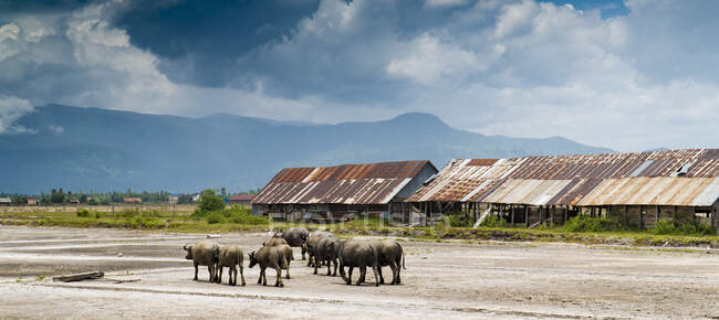 Campos agrícolas tropicales con toros en el campo contra el cielo nublado con montañas, Camboya - foto de stock