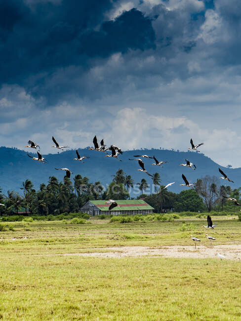 Rebanho de cegonhas voadoras acima do campo verde em trópicos contra o céu nublado sombrio, Camboja — Fotografia de Stock