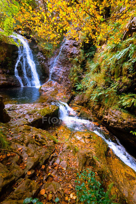Маленькая река и водопад течет в зеленом темном красивом лесу. — стоковое фото