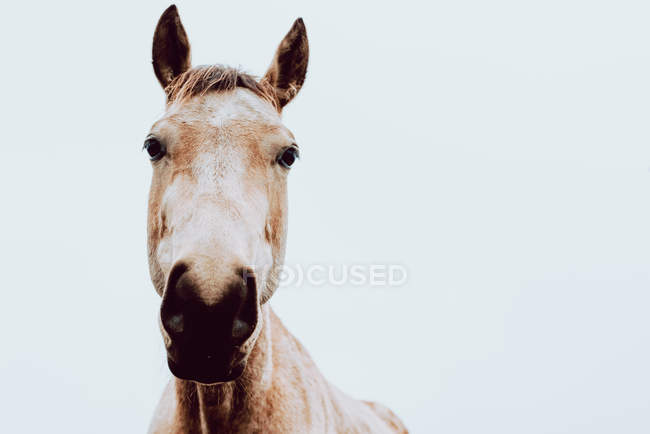 Nahaufnahme eines Pferdes auf weißem Hintergrund, das in die Kamera blickt — Stockfoto