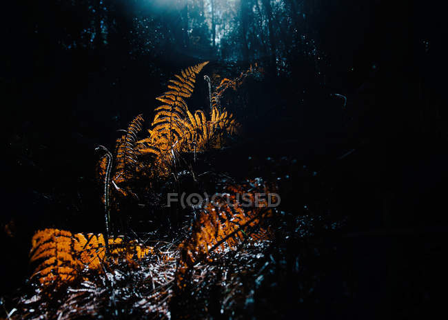Hojas secas de helecho que crecen sobre un fondo borroso de bosque oscuro - foto de stock