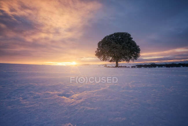 Majestätische schneebedecktes Feld vor dem Hintergrund des hellen Sonnenuntergangs Himmel und einsamer Baum — Stockfoto
