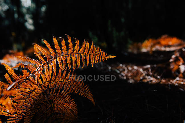 Сухе листя папороті, що росте на розмитому фоні темного лісу — стокове фото