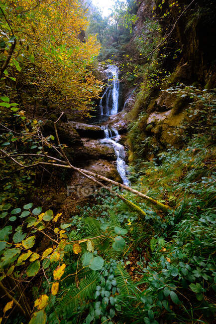 Маленька річка і водоспад, що тече в зеленому темному красивому лісі . — стокове фото