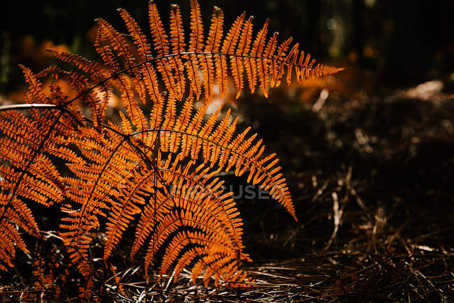 Dry leaves of fern growing on blurred background of dark forest — Stock Photo