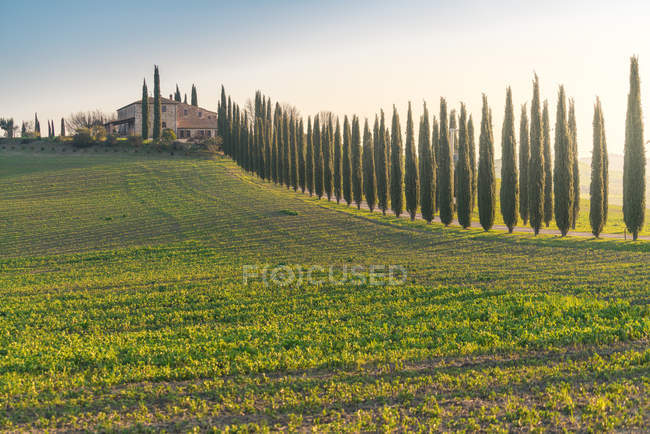 Paisaje de arboleda de cipreses verdes en campo remoto vacío, Italia - foto de stock