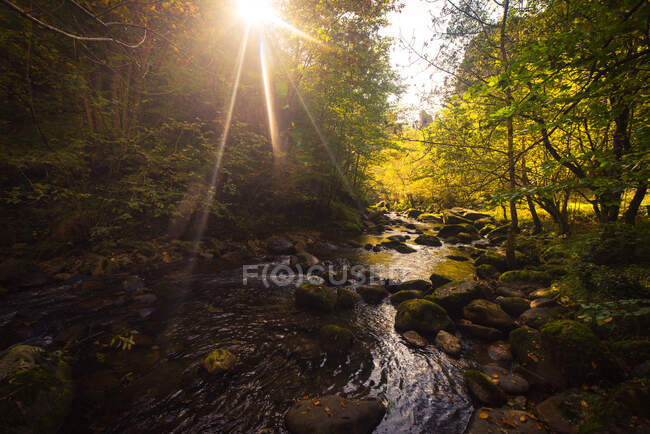 Pequeno rio e cachoeira fluindo em verde escuro bela floresta. — Fotografia de Stock