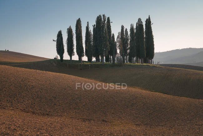 Landscape of grove of green cypresses in remote empty field, Italy — Stock Photo