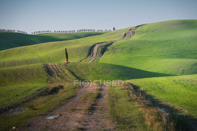 Vue panoramique de champs verts sans fin et de routes rurales avec cyprès poussant en barrique en arrière-plan, Italie — Photo de stock