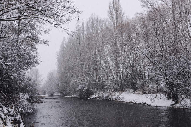 Río que fluye entre nieve bosque de invierno - foto de stock