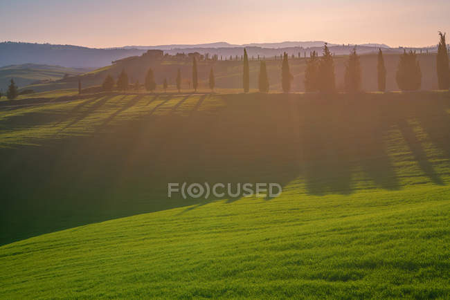 Landscape of grove of green tall cypresses in remote empty field at sunset, Italy — Stock Photo