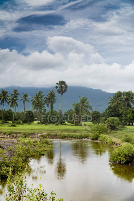 Вид текущего ручья среди пышной зелени на фоне облачного неба, Камбодиа — стоковое фото