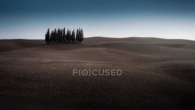 Пейзаж рощи зеленых кипарисов в отдаленном пустом поле в сумерках, Италия — стоковое фото
