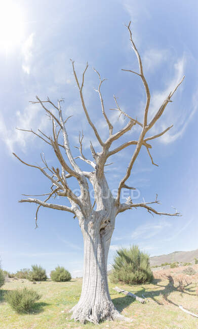 Árvore velha nua na paisagem do deserto com pequenos arbustos no fundo do céu azul claro e sol brilhante — Fotografia de Stock