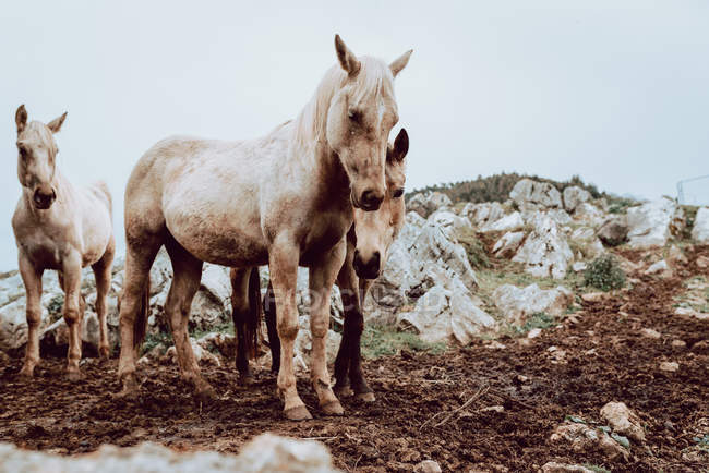 Cavalos pastando no campo com grama seca perto de montanhas — Fotografia de Stock
