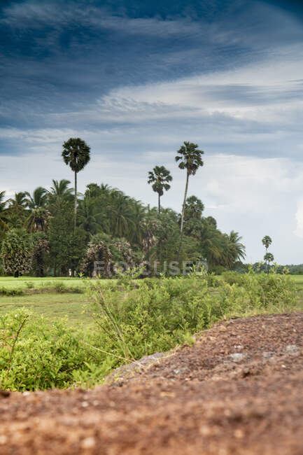 Landschaft aus saftig grünem, ländlichem Terrain mit Palmen unter bewölktem Himmel, Kambodscha — Stockfoto