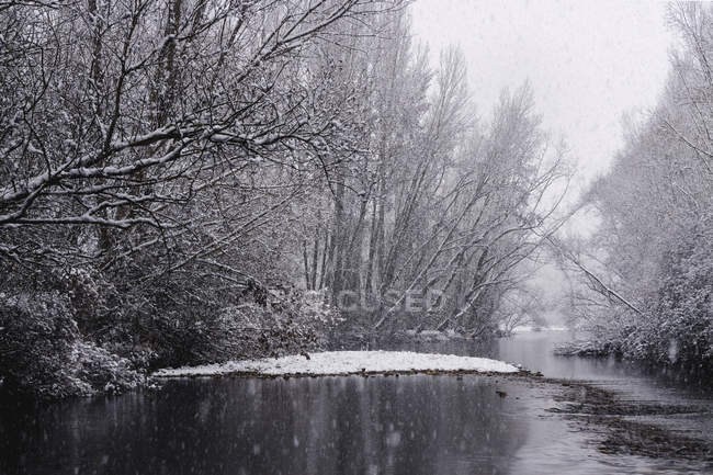 River streaming between snow winter forest — Stock Photo