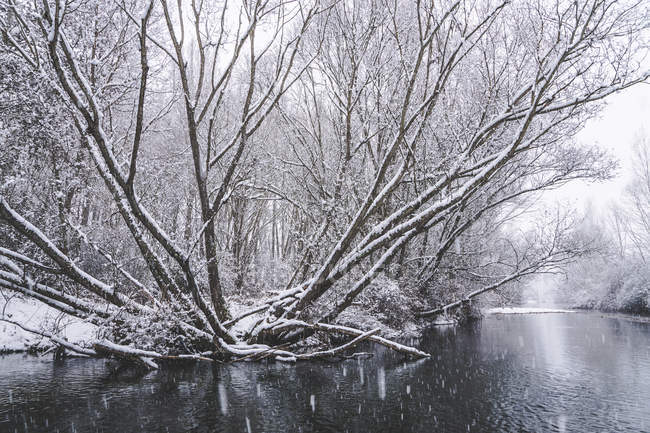 Fluss fließt zwischen schneebedecktem Winterwald — Stockfoto
