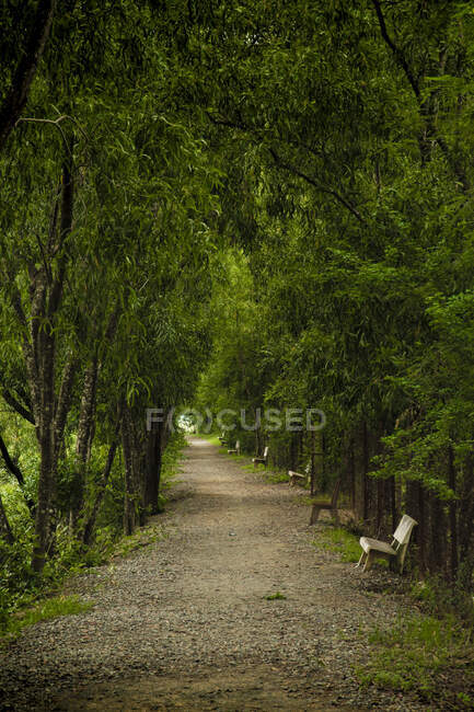 Perspectiva del camino vacío con bancos entre árboles verdes brillantes, Camboya - foto de stock