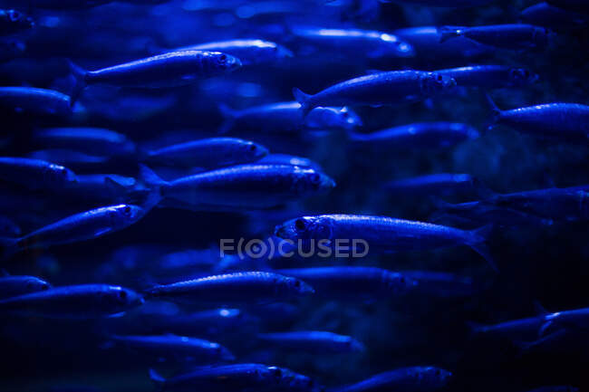 Shoal of fishes in an aquarium, one of them is going the opposite way the others - foto de stock