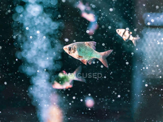 Тропические рыбы, плавающие в прозрачной воде аквариума — стоковое фото